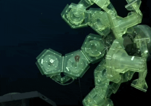 ロボットアームで深海生物を捕捉する様子