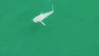 水面に現れた小さなホオジロザメ