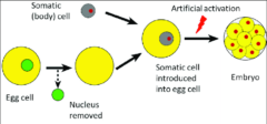 体細胞核移植（SCNT）のイメージ図。代理母の卵細胞（黄）から核を抜き出し、別個体の核（赤）を移植する
