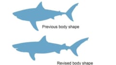 上：ホオジロザメ体型の場合、下：細身でスレンダーな体型の場合