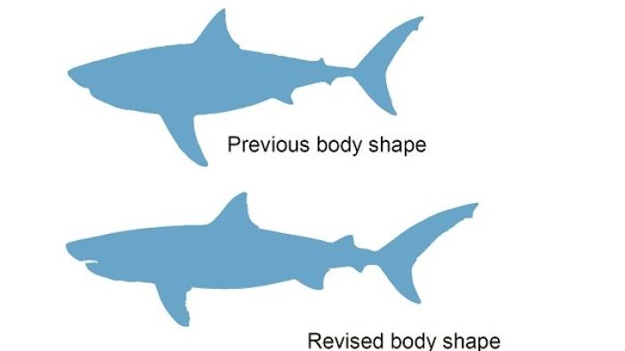 上：ホオジロザメ体型の場合、下：細身でスレンダーな体型の場合
