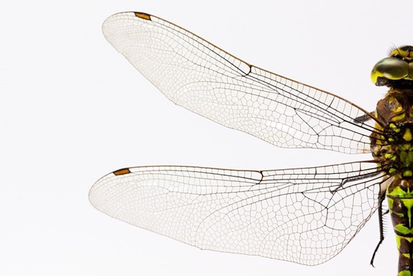 虫の羽はエラから進化した？古代の羽を持つ水生昆虫の化石が見つかる