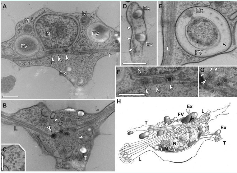 A~G:電子顕微鏡で見る細胞内の構造、H:細胞内の図解イメージ