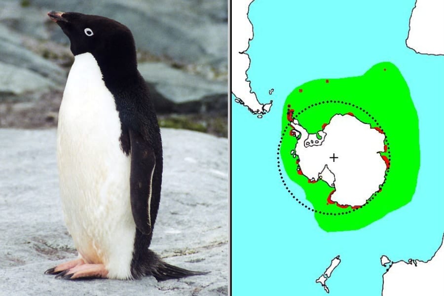 左：アデリーペンギン、右：黄緑色が分布域、赤色が繁殖地、 中央は南極大陸