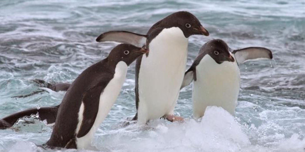 アデリーペンギンは「流氷をボート」にして冬の長距離移動をしていた！の画像 1/4