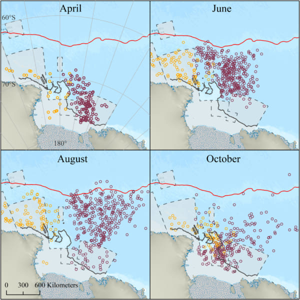 2019年4月〜10月の移動分布。西側コロニー（オレンジ）、東側コロニー（赤）、流氷（灰色）