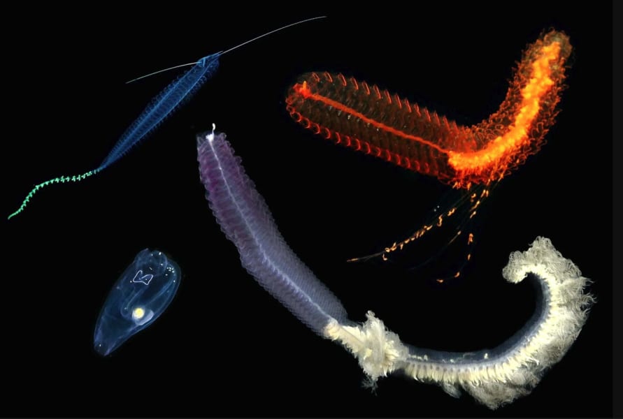 新型ROVで撮影からDNA分析までを行った4種の深海生物
