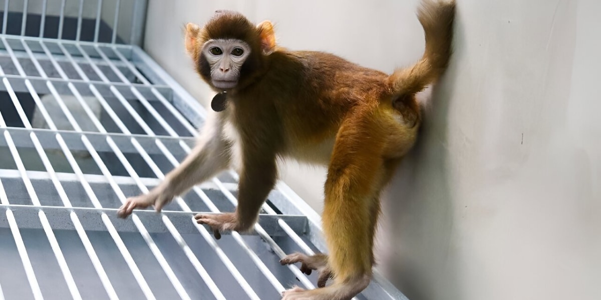 中国のクローン猿が生後3年を経過！従来のクローン技術を改良し、成功率が10倍増！