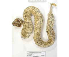 スパイダーテイルドクサリヘビの標本。当初は腫瘍をかかえたペルシャツノクサリヘビだと考えられていた