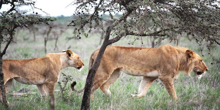 東アフリカのライオン、小さなアリのせいで狩猟成功率が下がる