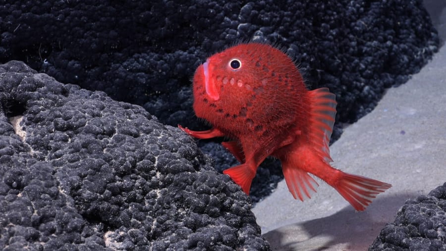 フサアンコウ科の一種とみられる真っ赤な深海魚