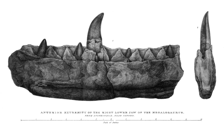 バックランドによるメガロサウルスの顎のイラスト（1824年）