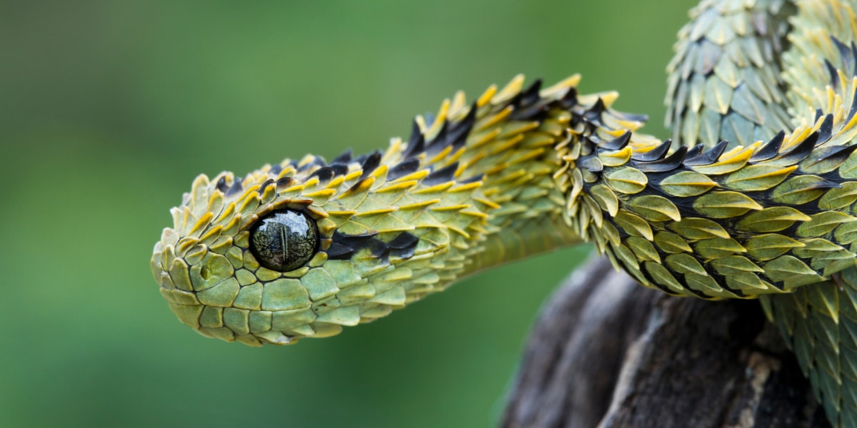 ヘビはトカゲの3倍のスピードで超速進化を続けていた！