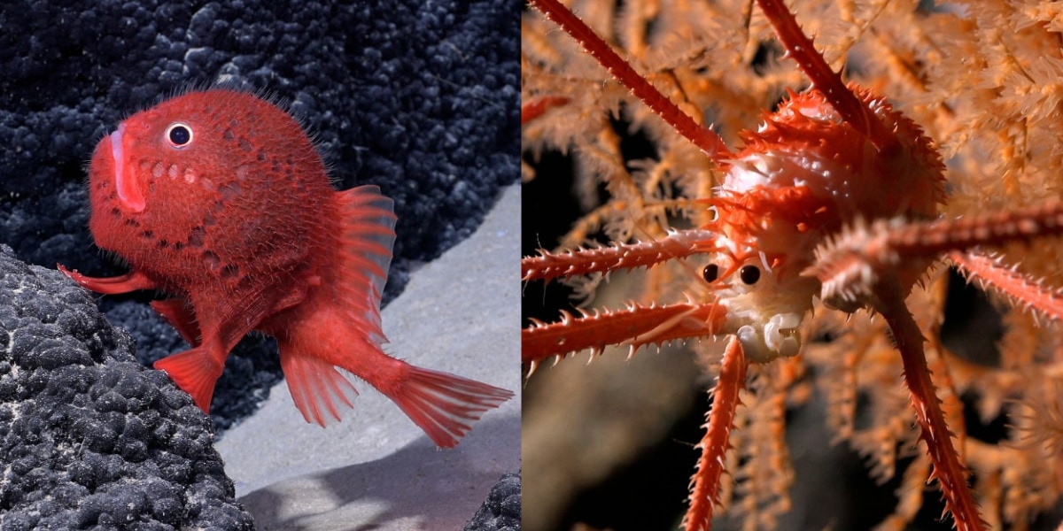 チリ沖の深海探検で「未知の生物」を一挙に100種以上も発見！