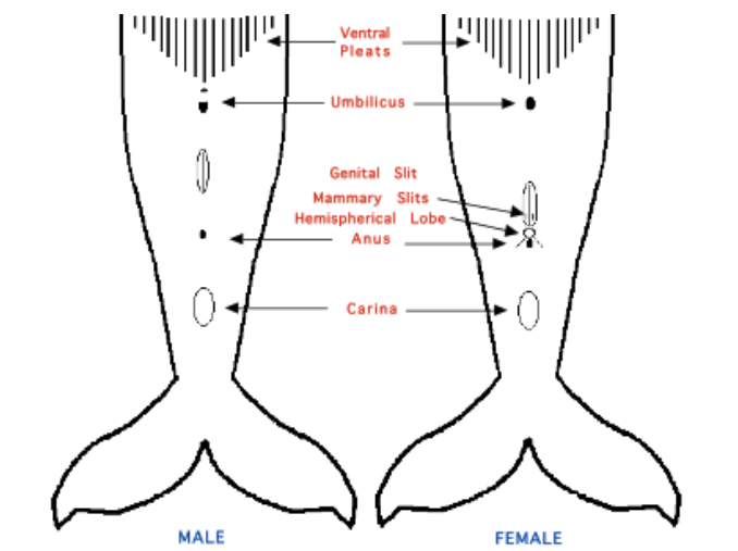 ザトウクジラのオス（左）とメス（右）の腹部。左のGenital Slitと呼ばれる縦長の線の中にオスの性器が収納されている