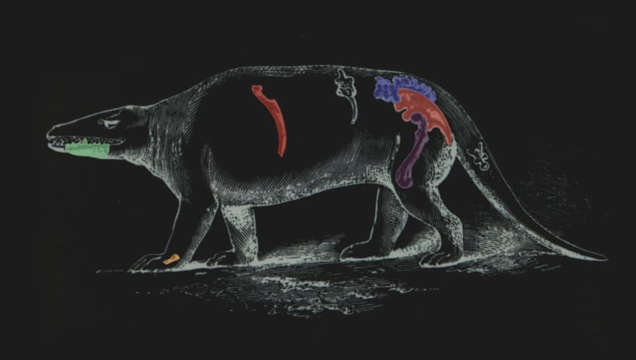 メガロサウルスの復元図（色付きは見つかっていた骨の部位）