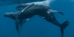 ザトウクジラの交尾の撮影に世界で初めて成功！研究者「ん？どっちもオスだな…」の画像 1/5