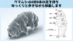 慶応大学が「最強生物クマムシ」がどうやって進化したか一端を解明！