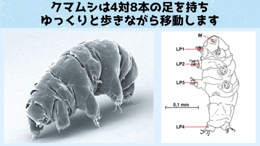 慶応大学が「最強生物クマムシ」がどうやって進化したか一端を解明！
