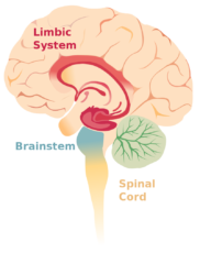 赤色が大脳辺縁系（limbic system）の位置