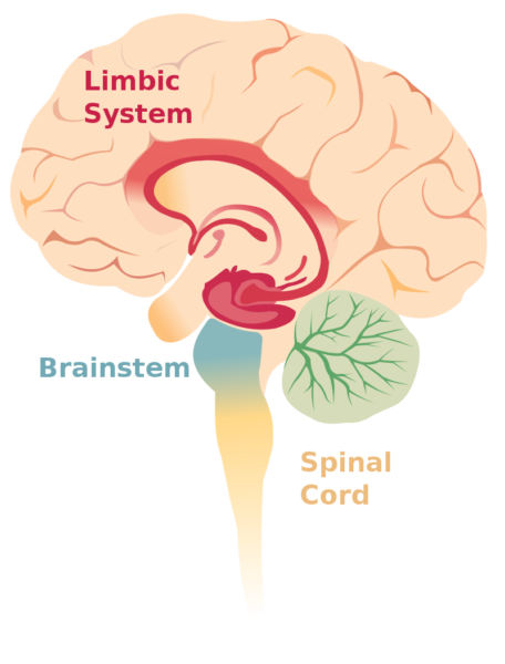 赤色が大脳辺縁系（limbic system）の位置