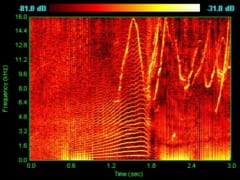 スペクトログラムの例。イルカの鳴き声。