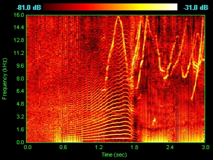 スペクトログラムの例。イルカの鳴き声。