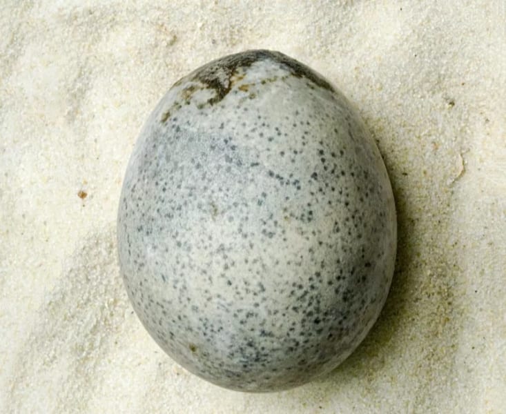 発見された1700年前の卵（ニワトリの卵だと考えられている）