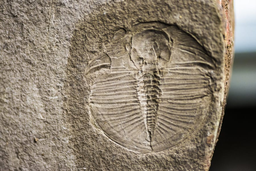 三葉虫の印象化石