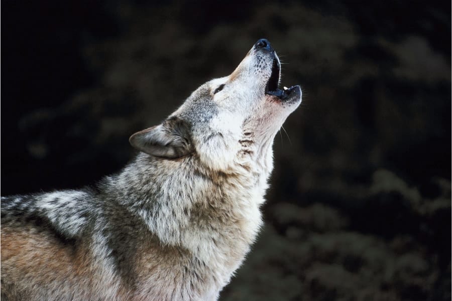 リアル・ドリトル先生が特定の「オオカミの遠吠え」の意味を解説