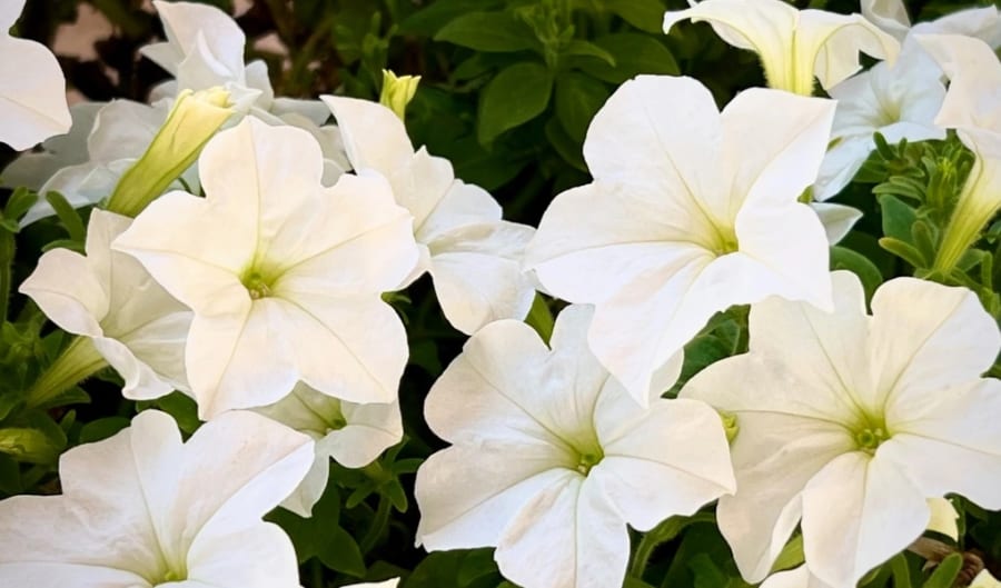 白い花を咲かせる「ホタル・ペチュニア