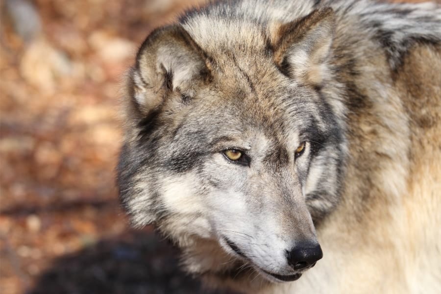 チェルノブイリ立入禁止区域でオオカミたちが生息できる理由は？