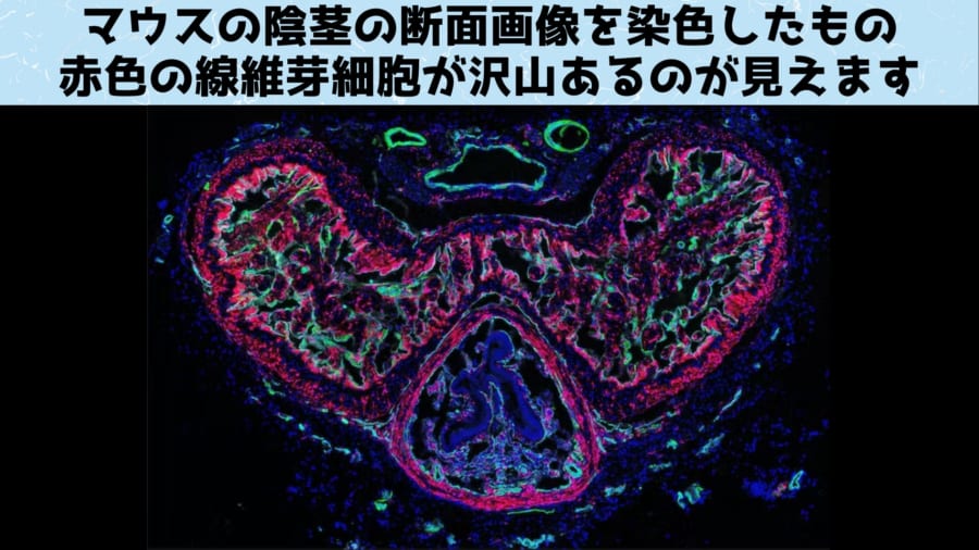 マウスの陰茎の断面画像。赤色は線維芽細胞、緑色は血管平滑筋細胞、シアン色は内皮細胞を示します。青は陰茎内のすべての細胞の核を表します。