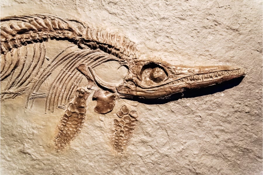 死んだ生物はどんなプロセスで化石になるの？