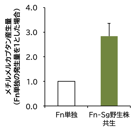 Fn菌（F. nucleatum）とSg菌（S. gordonii）の共生時のメチルメルカプタンの産生量の変化