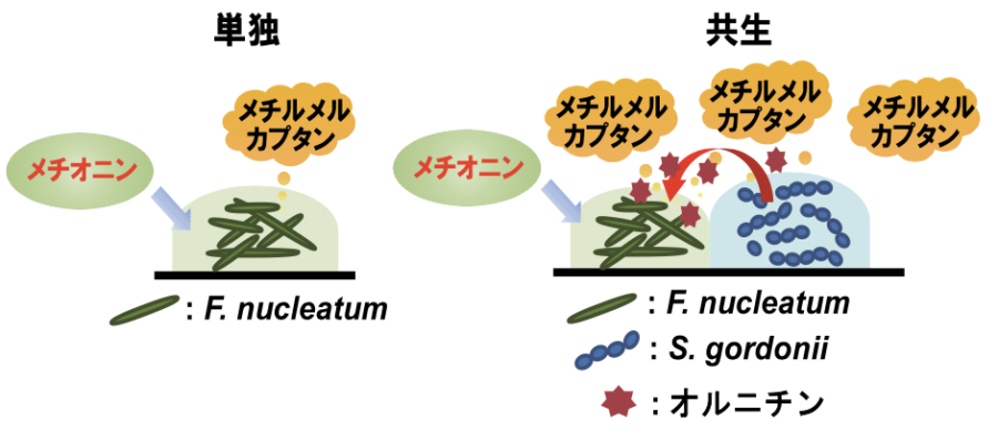 （左）Fn菌はアミノ酸「メチオニン」を代謝し、口臭原因物質「メチルメルカプタン」を産生する。（右）口臭増強機構。Fn菌はSg菌と共生することで、より多くのメチルメルカプタンを産生する
