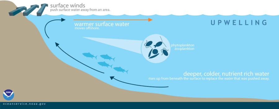 湧昇により栄養豊富な深層水が上昇すると、プランクトンやそれらをエサとする魚が増加する