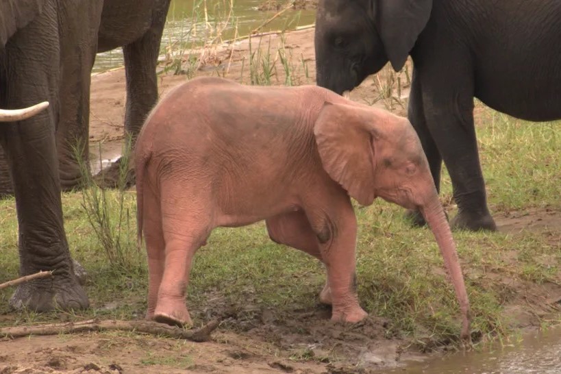 「ピンクの象」が発見される！