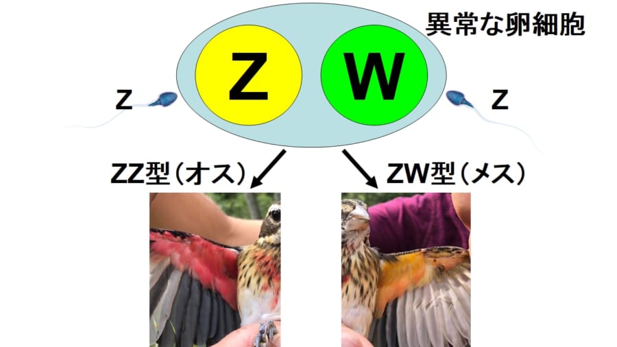 鳥類では、W染色体とZ染色体をもつ融合卵子が、2つの異なる精子と受精することで、雌雄モザイクが生じると考えられている