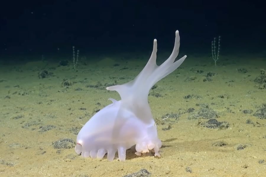 理解を超えた不思議な深海生物！今度は太平洋で奇妙な「未知の生物」を発見！