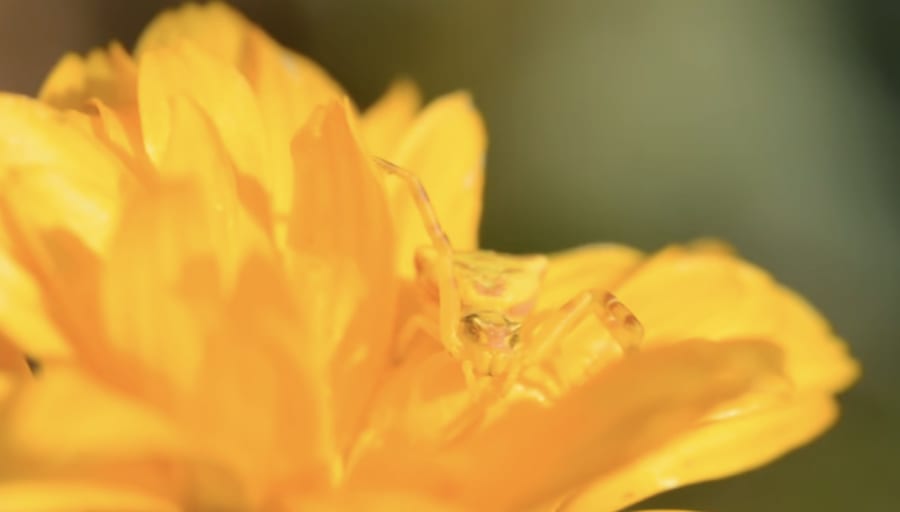 黄色い花の中でカモフラージュするカニグモ