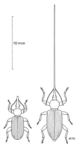 Antliarhinus zamiaeのイラスト。オス（左）とメス（右）