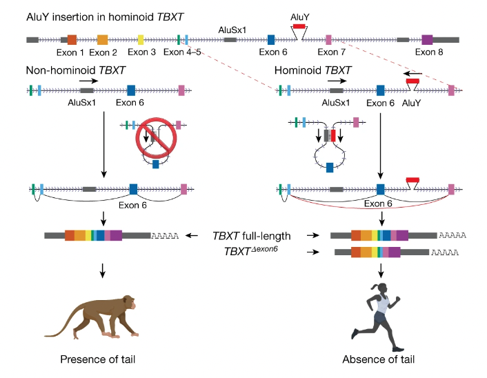 サルとヒトのTBXT遺伝子の比較。ヒトでは「Alu要素」の挿入によって尻尾の形成に必要な遺伝情報（図の青）が消えるとみられる