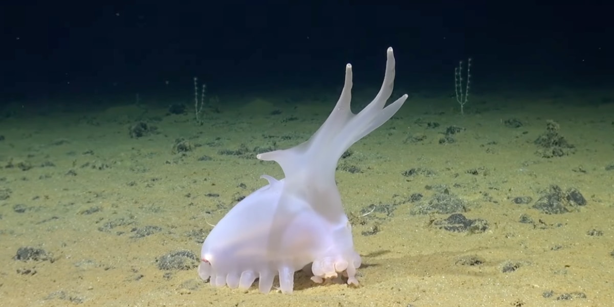 深海モンスターの勢い止まらず！今度は太平洋で奇妙な「未知の生物」を発見！
