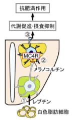 MC4Rの「抗肥満作用」の仕組み
