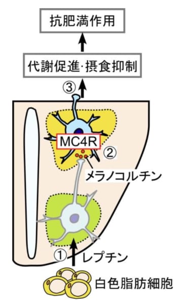 MC4Rの「抗肥満作用」の仕組み