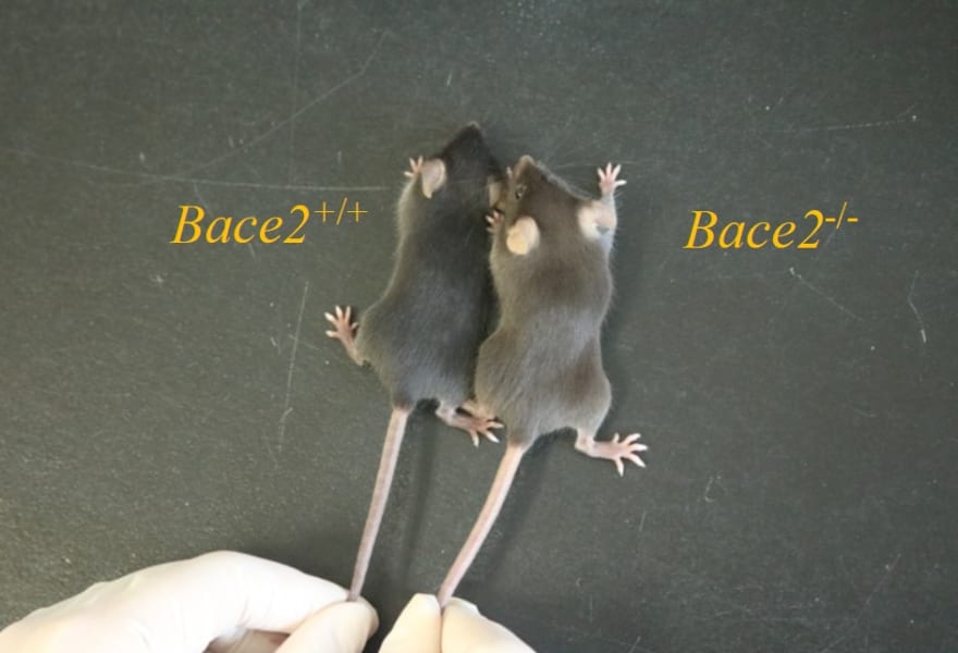 BACE2変異マウスは、毛色が明るくなる