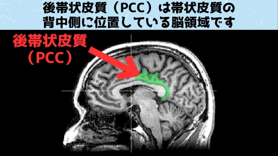 後帯状皮質（PCC）の位置