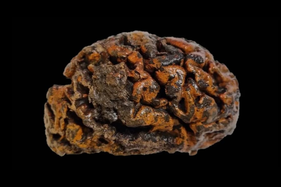 「1万2000年前の脳」が”弾力のあるプルプルした状態”で発見される謎