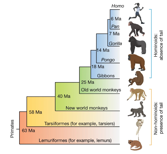 霊長類の進化の変遷：尻尾のない類人猿（青）、尻尾があるその他の猿（オレンジ）